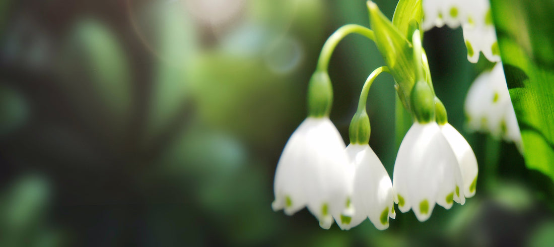 Imbolc Korrigane