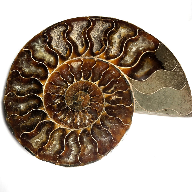 Ammonite Korrigane